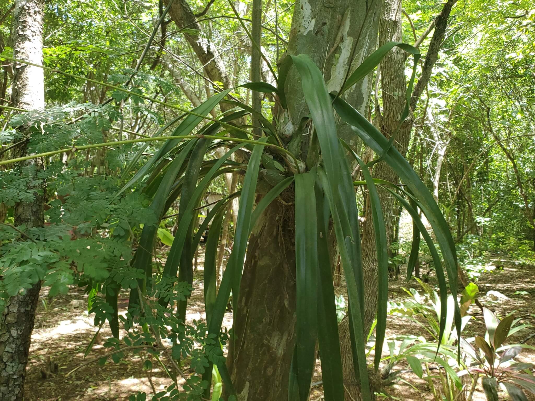 Encyclia alata ssp. virella